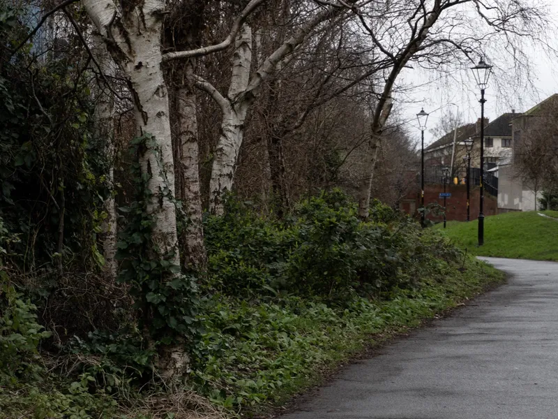 A bare winter tree beside an empty tarmac path through a park