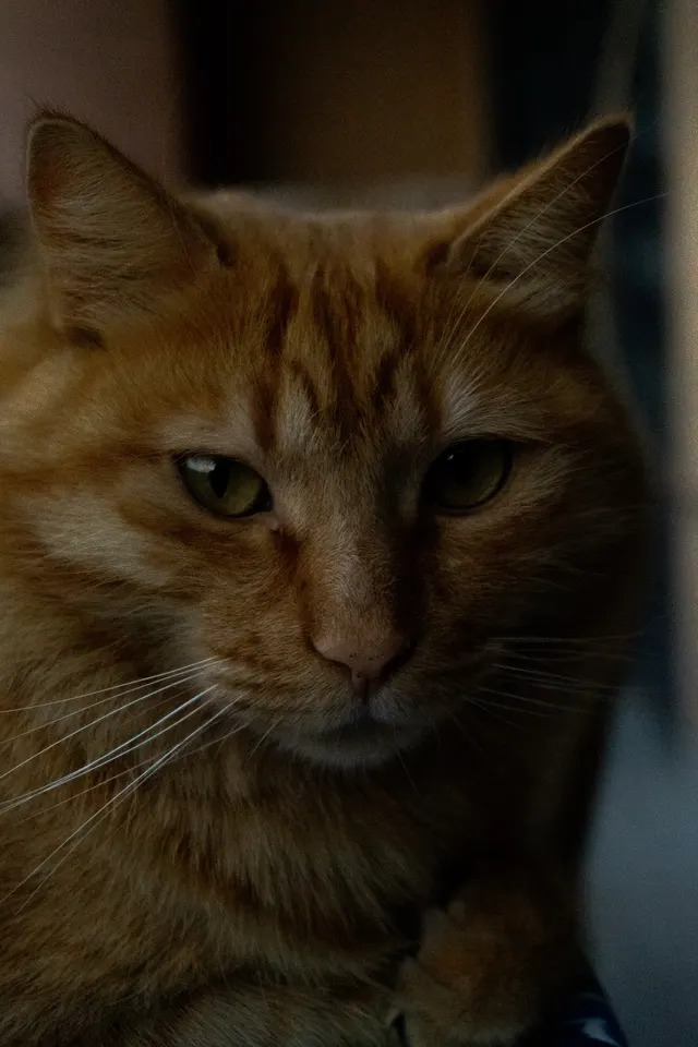 A ginger cat close up, looking just past the camera in soft window light