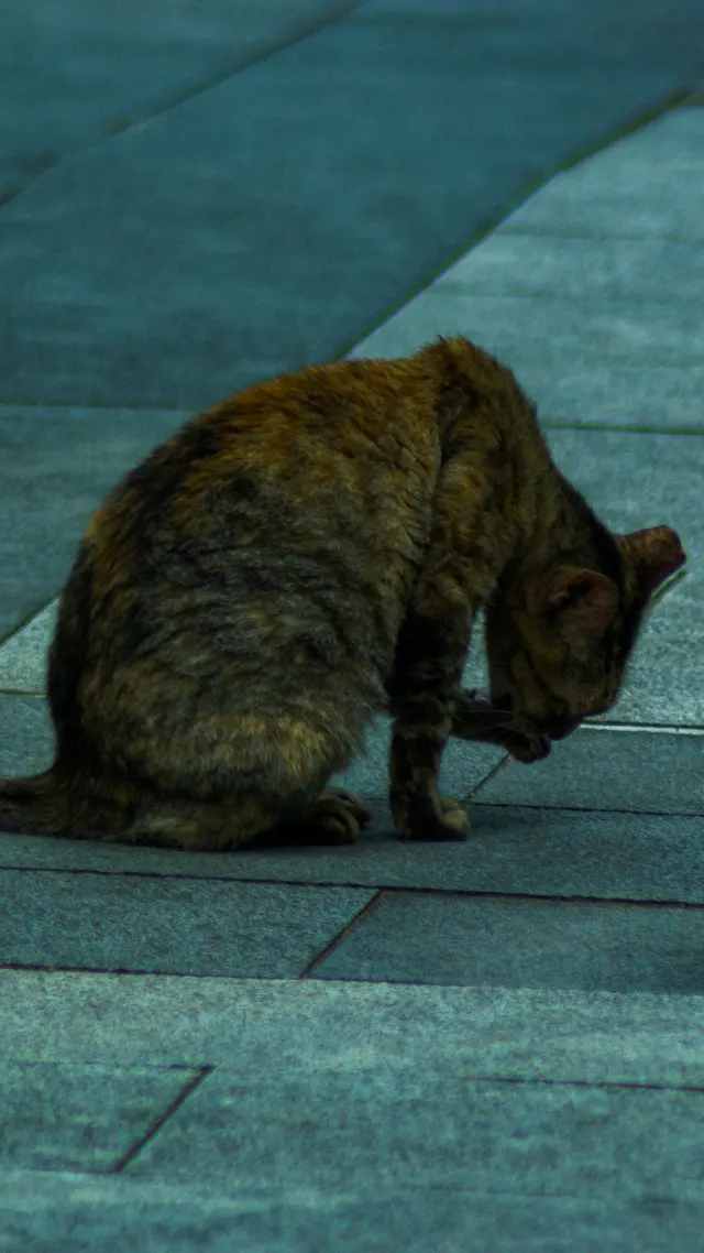 A cat curled tight against a kerb on grey pavement