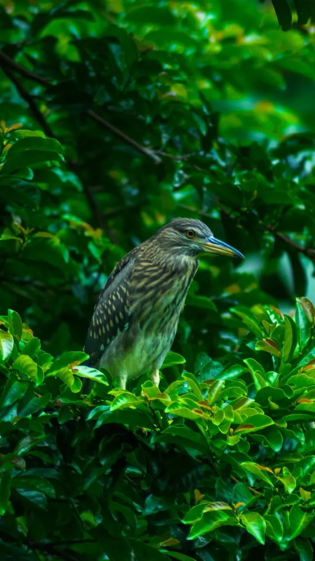 A night heron perched among wet leaves, head turned in profile