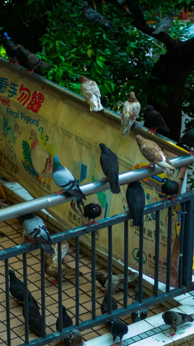 Pigeons lined along a painted blue railing in front of a mural