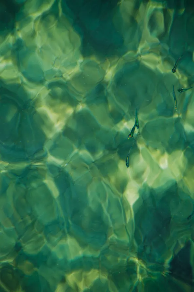 Sunlight refracting through green water in overlapping patterns