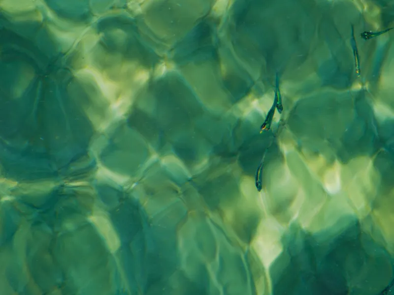 Sunlight refracting through green water in overlapping patterns