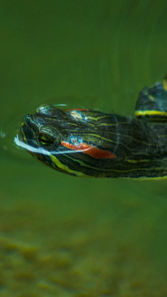 A red eared slider turtle swimming through deep green water