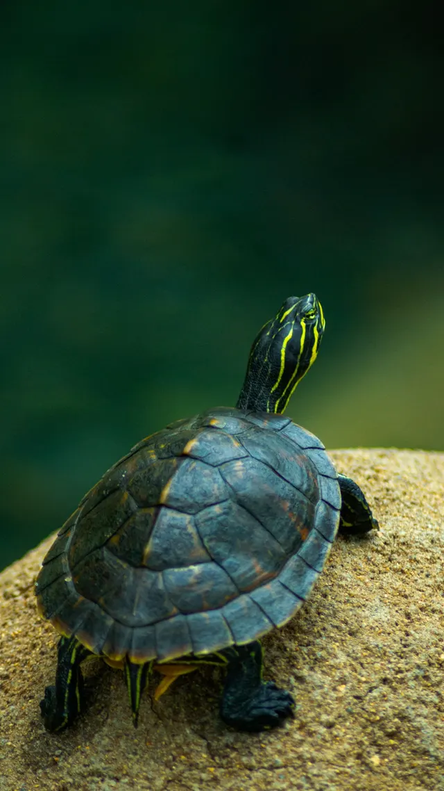 A turtle on wet sand, neck stretched up toward the light