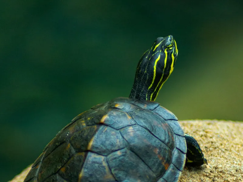 A turtle on wet sand, neck stretched up toward the light