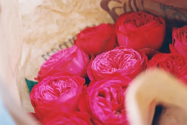A hand holding pink roses, shot on film